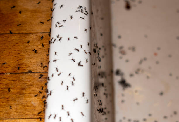 Best Pest Inspection Near Me  in Robins Af, GA
